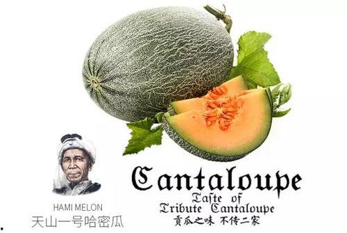 给骆驼吃蜜瓜,骆驼品尝蜜瓜的温馨瞬间