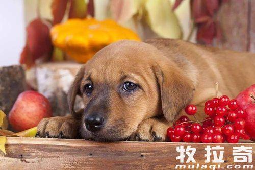 明亮与狗吃瓜,明亮视角下的狗吃瓜趣事