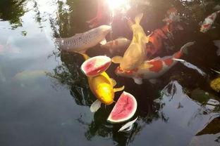 锦鲤吃瓜的视频,萌宠美食瞬间，萌态十足！