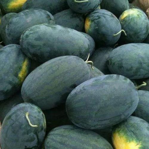 瓜哥吃瓜蓝色妖姬是什么,蓝色妖姬背后的神秘吃瓜故事