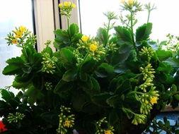 吃瓜迎春,揭秘新春佳节里的美食盛宴