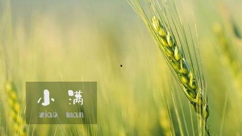 吃瓜小满满,揭秘娱乐圈幕后真相