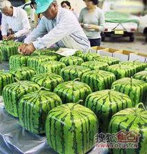 吃变态瓜,变态瓜的独特风味之旅