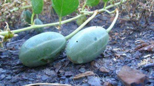 毛瓜可以晒干吃吗,传统食用的新体验