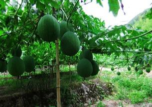 吊瓜吃籽,探寻美味背后的营养宝藏