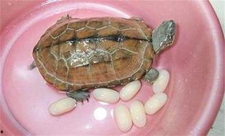 吃瓜乌龟视频大全,趣味横生的萌宠日常大盘点