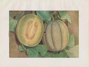 黑蜜瓜吃哪里,揭秘最佳食用部位