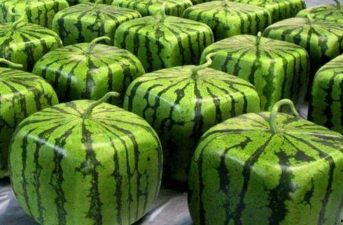 吃瓜国超,网络热词背后的文化现象与传播效应