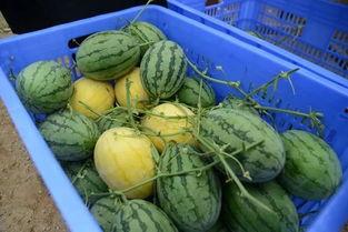 国际吃瓜群,全球热点事件的风向标与社交新潮流