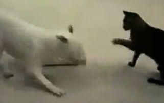 猫抢瓜吃,一场瓜田里的欢乐盛宴