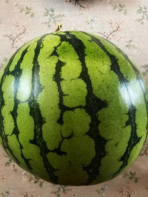 表演瓜瓜吃瓜,一场欢乐的表演盛宴