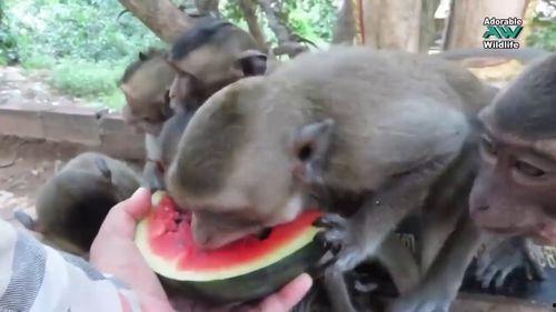 小猴子新西兰吃瓜,一场与瓜果的欢乐邂逅