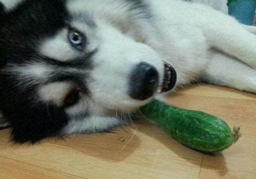 齐二哈吃瓜,揭秘娱乐圈背后的那些事儿