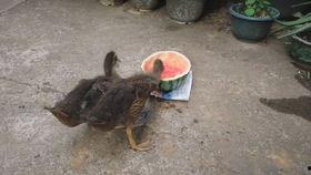 鸭子吃洋瓜吗怎么吃,探索鸭吃洋瓜的独特美味