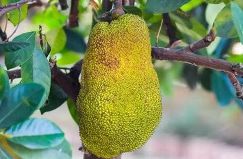 波罗蜜瓜如何吃,解锁夏日清新美味