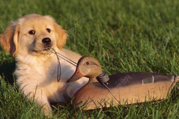 狗狗吃扶手瓜好吗,狗狗食用扶手瓜的安全性探讨