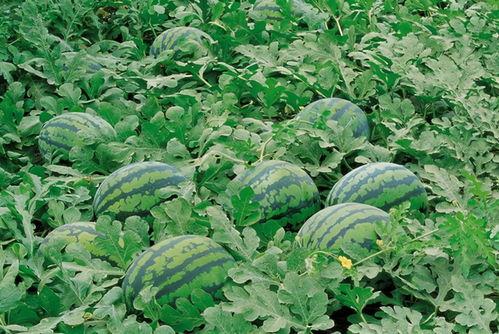 荔枝无畏契约吃瓜,揭秘吃瓜群众的狂欢盛宴