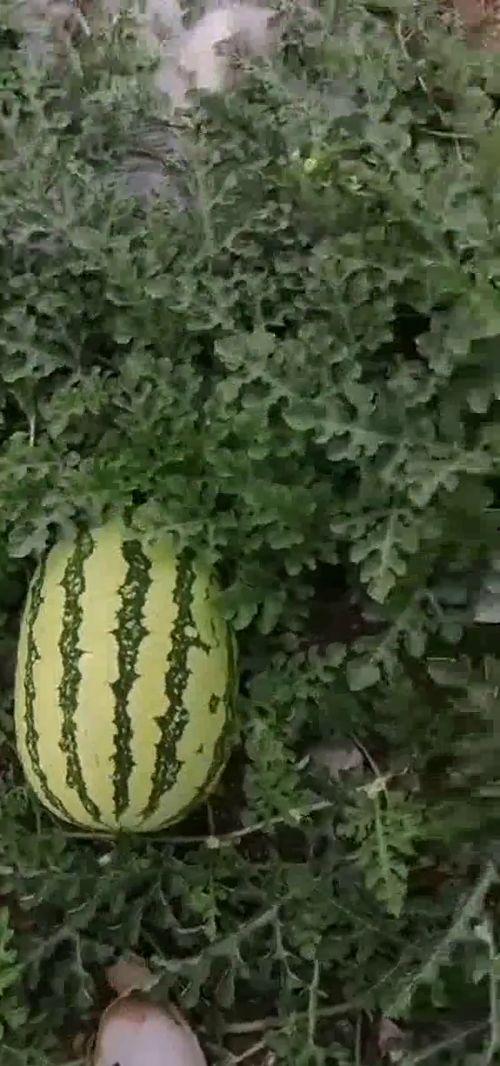 网络吃瓜基地,揭秘网络舆论场的狂欢与争议