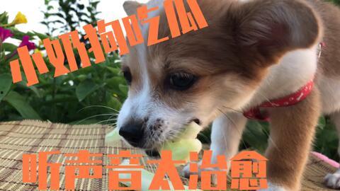 狗吃瓜事件,宠物界的意外“瓜”事引发热议