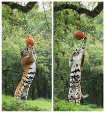 老虎吃瓜头像高清可爱,高清老虎头像诠释萌态