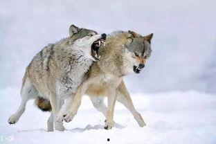 吃狼瓜舌头疼,揭秘奇特食物背后的健康影响