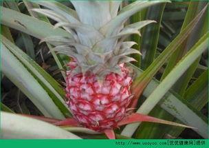 孕妇可以吃菠萝瓜吗,孕妇适量食用菠萝瓜的益处与注意事项