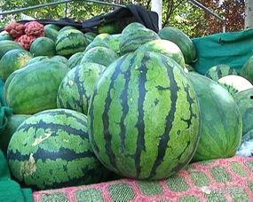 吃瓜看稀罕儿,揭秘稀罕儿背后的故事