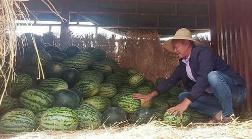 昆明云坊吃瓜,吃瓜群众的夏日盛宴